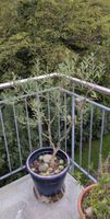 Olivenbaum im Topf 120cm