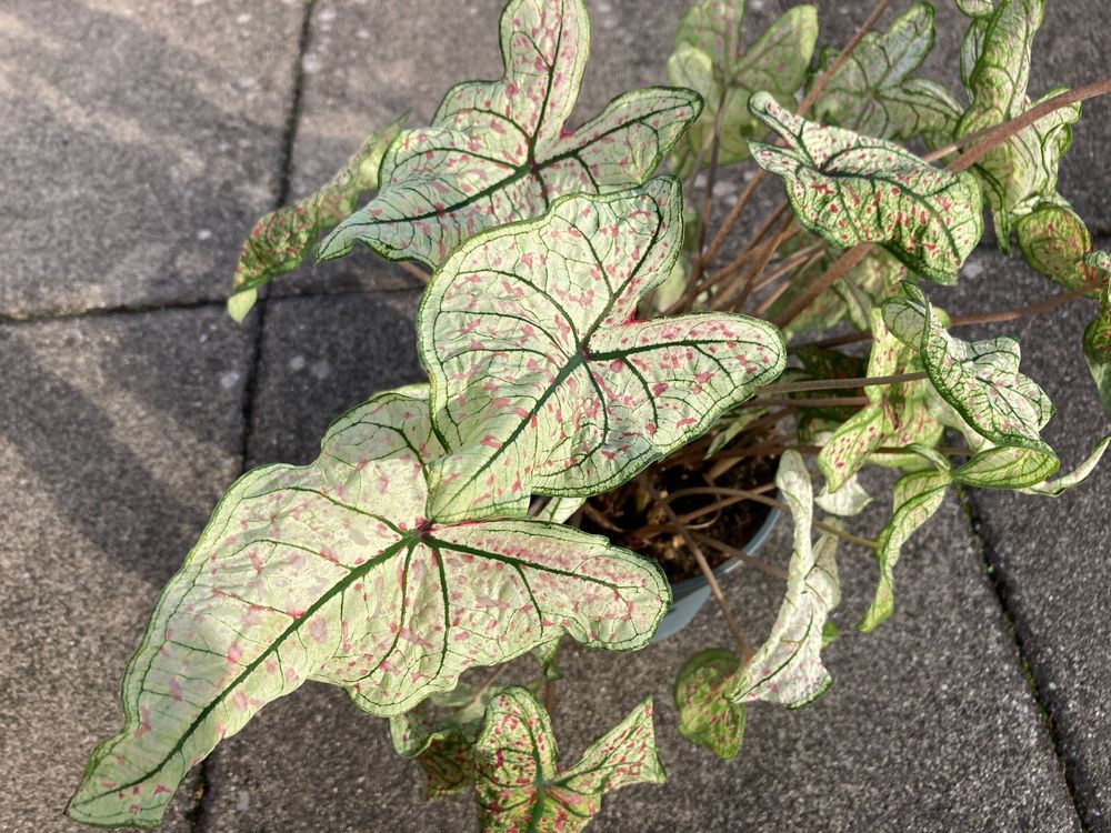 Caladium Hybride rot gefleckt, Knolle | Kaufen auf Ricardo