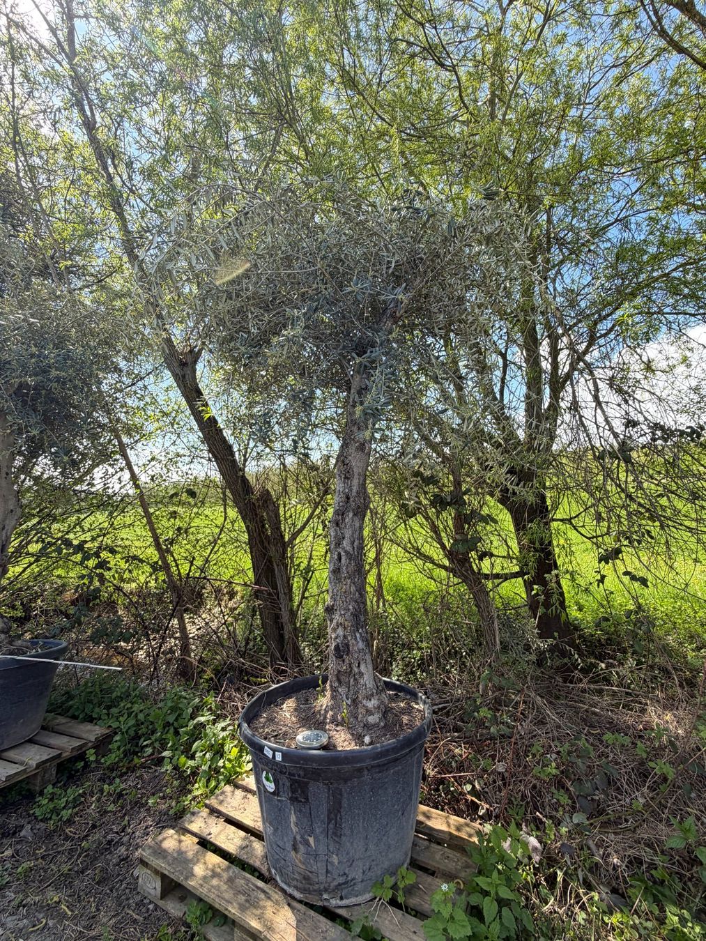 Plantes & graines: "Winterhart" Olivenbaum "Olea Europea 13" Versand möglich – Neuf (Voir description) à Zuckenriet par Thur_Plant 2