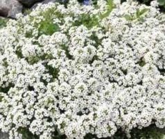 Ab 5.- fr 20 SAMEN STEINKRAUT WEISS ALYSSE BLANC ALISSO BIAN