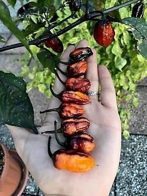 Piante & sementi: Piment de collection BHUT x NEYDE OR  2g – Nuovo (secondo la descrizione) da Bremblens venduto da FIBONACCI369