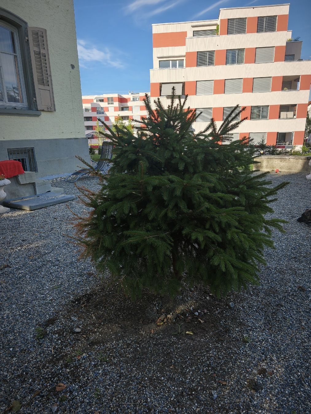 Piante & sementi: Tannenbaum – Usato da Romanshorn venduto da topolino91 2