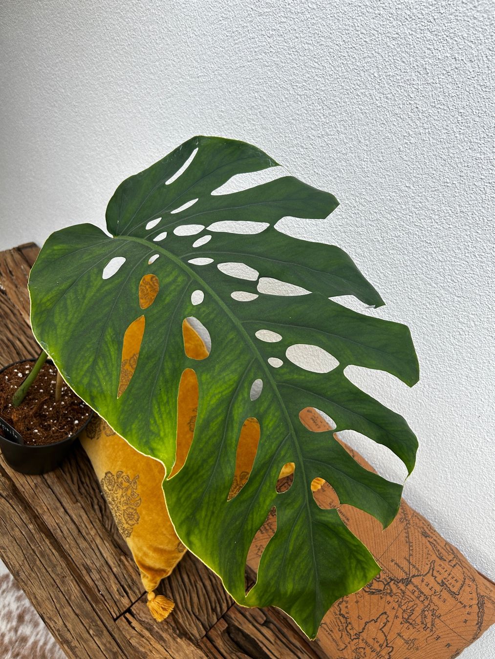 Piante & sementi: Monstera Dubia XL Steckling – Usato da Wattwil venduto da Mikesplantshop 2