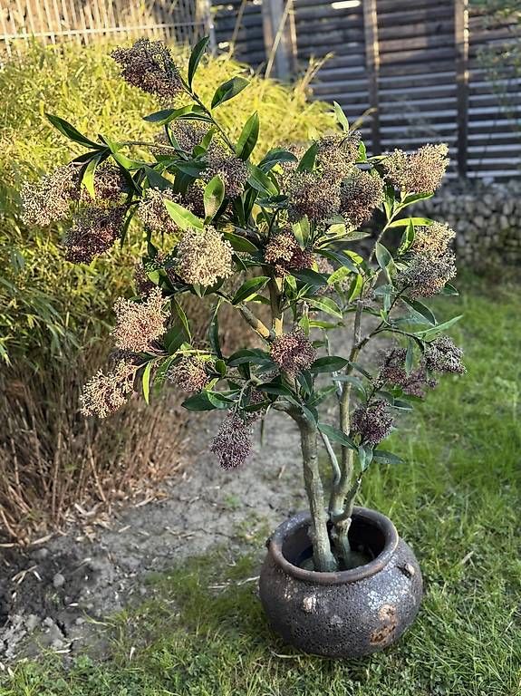Tutte le decorazioni: Hochwertiger Kunstbaum | NP 359 CHF – Usato da Schmerikon venduto da dan_b5dn 3
