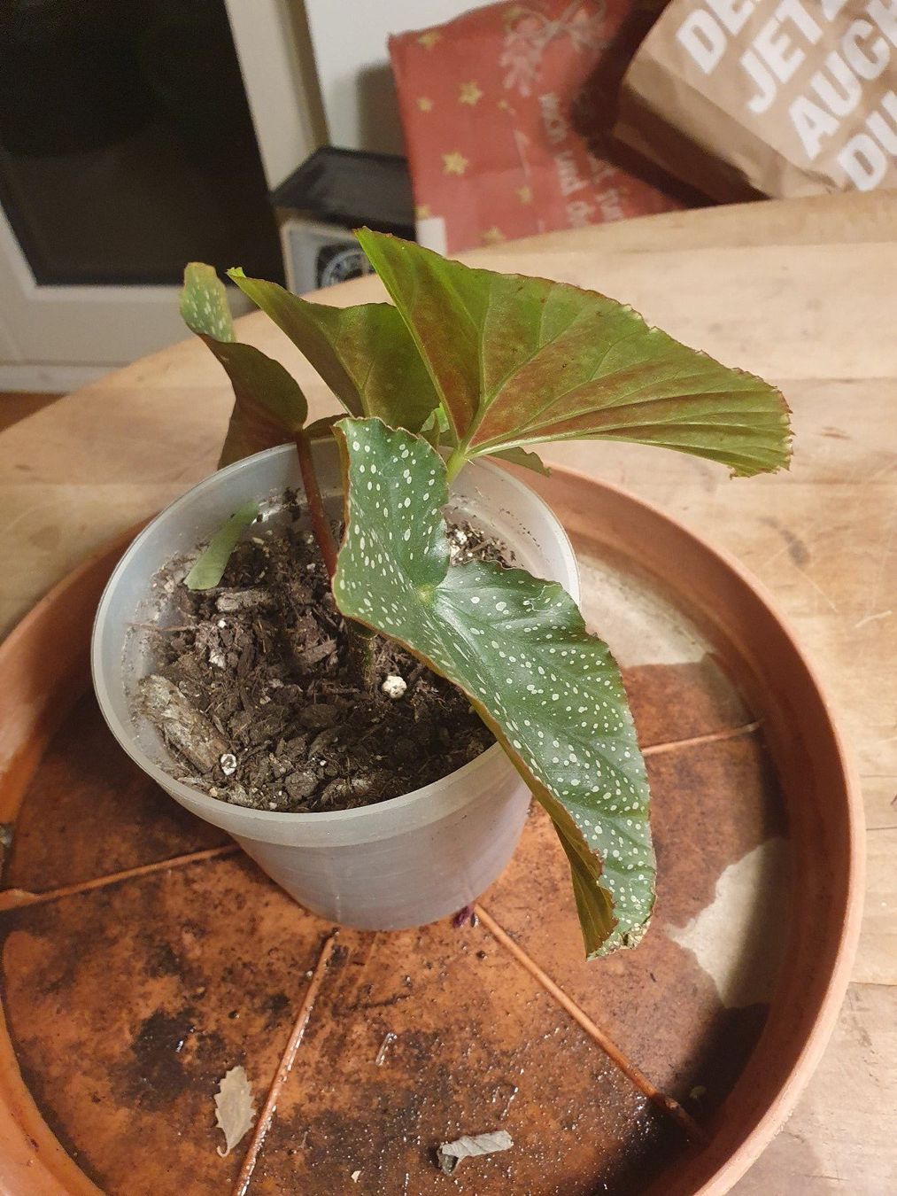 Pflanzen & Samen: Regenbogenbegonie (Begonia maculata) – Gebraucht aus Zürich von loosebone 1