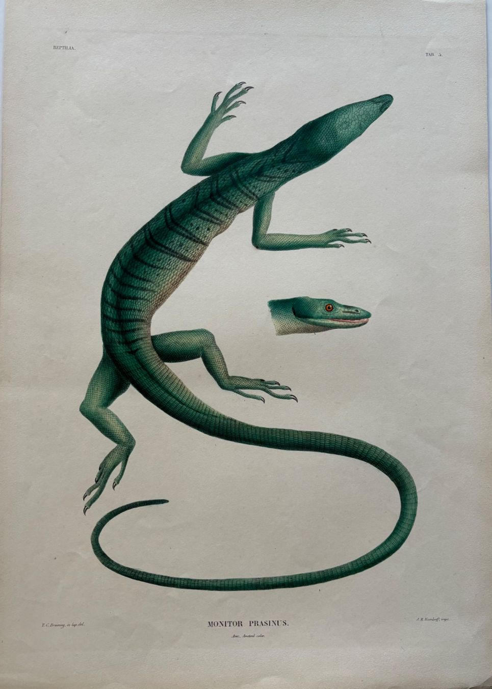 Grafica & Litografie: Lithographie C.J. Temminck 1839, Echse, RAR!! – Usato da Frauenfeld venduto da Merk52