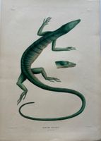 Lithographie C.J. Temminck 1839, Echse, RAR!!