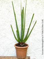 Furcraea Macdougalii - mexikanische Wüsten - Rarität
