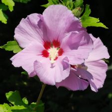 Profile image of Hei50