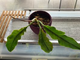 ** Philodendron Narrow 4**