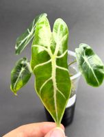 🌿 Alocasia Purple Veins - Jungpflanze #1