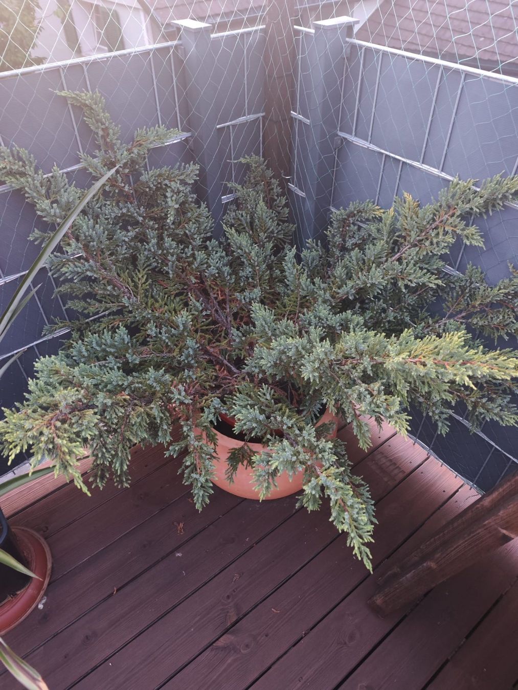 Plantes & graines: Konifere – D'occasion à Arbon par Ribon7 2