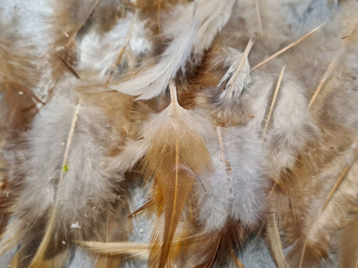 Il mondo degli animali: Set Federn, +/- 8 cm (1) – Usato da Amriswil venduto da kleindeko