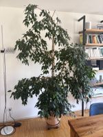 Ficus Benjamina Pflanze