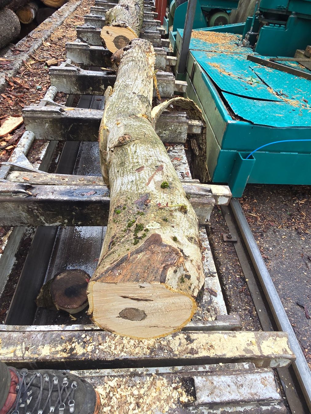 Articoli in legno: Nussbaumstamm Nr.8 – Nuovo (secondo la descrizione) da Ramsei venduto da Waelchris 1