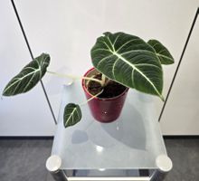 Pflanze Alocasia Reginula Black Velvet 30 cm - Rarität