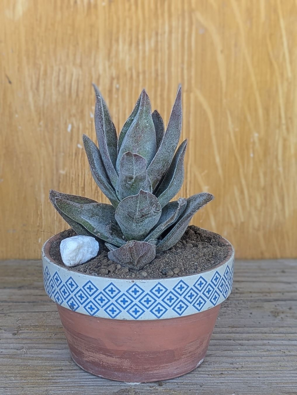 Pflanzen & Samen: Crassula "Garner Lotus" – Gebraucht aus Comano von che_8lc2