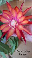 Epiphyllum Blattkaktus Epicactus Coral dance Ableger