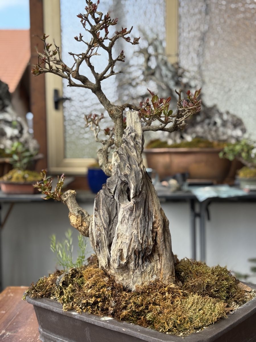 garten sichtschutz efeu Efeu & Efeuhecke Sichtschutz, Efeu Element & Efeu Zaun kaufen, 180 cm Hhe,  Bis zu 30% Sparen  Efeuria, die Gartenhecken aus Efeu