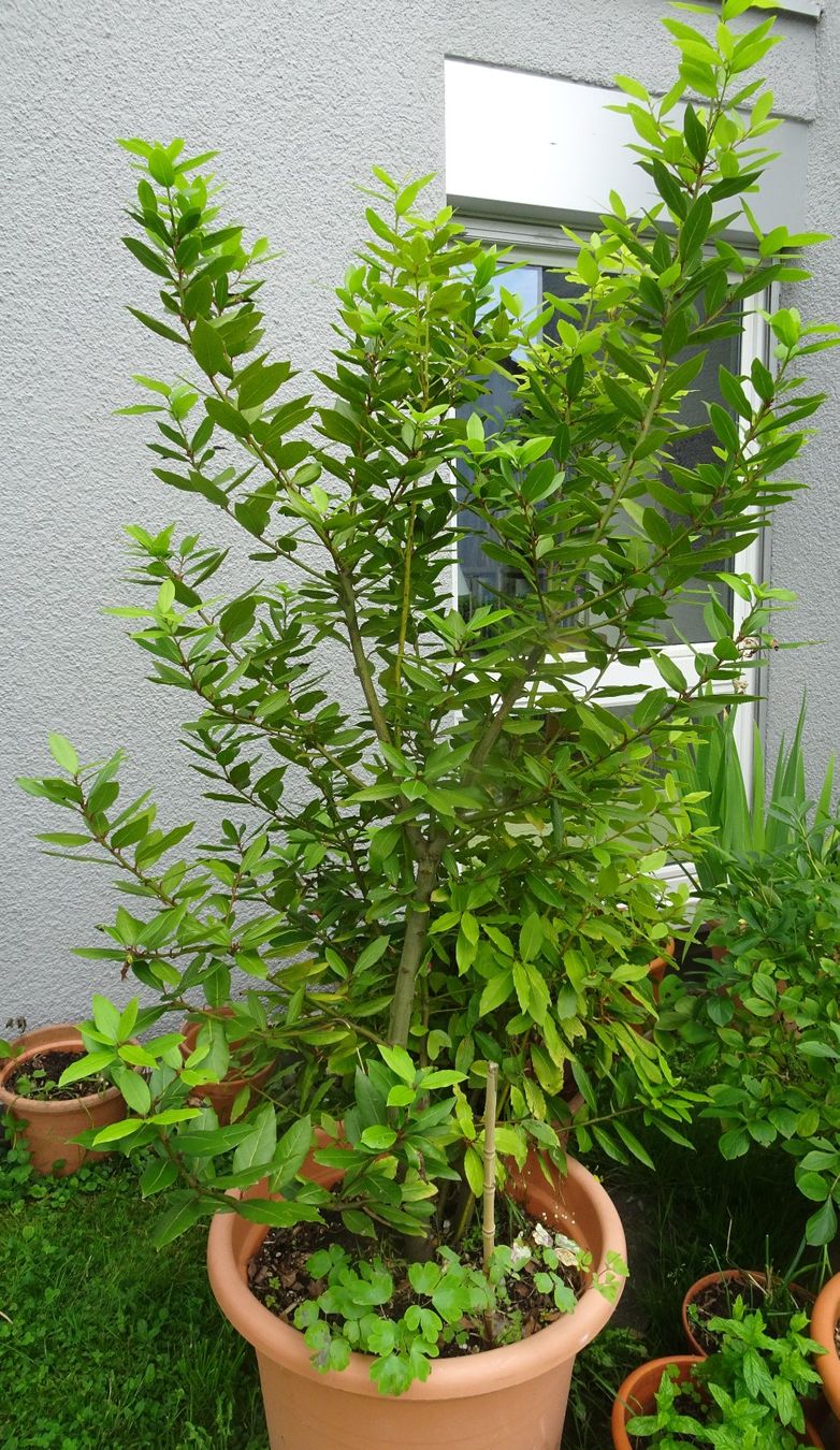 Pflanzen & Samen: Echter Gewürz-Lorbeerbaum – Gebraucht aus männedorf von purzelchen