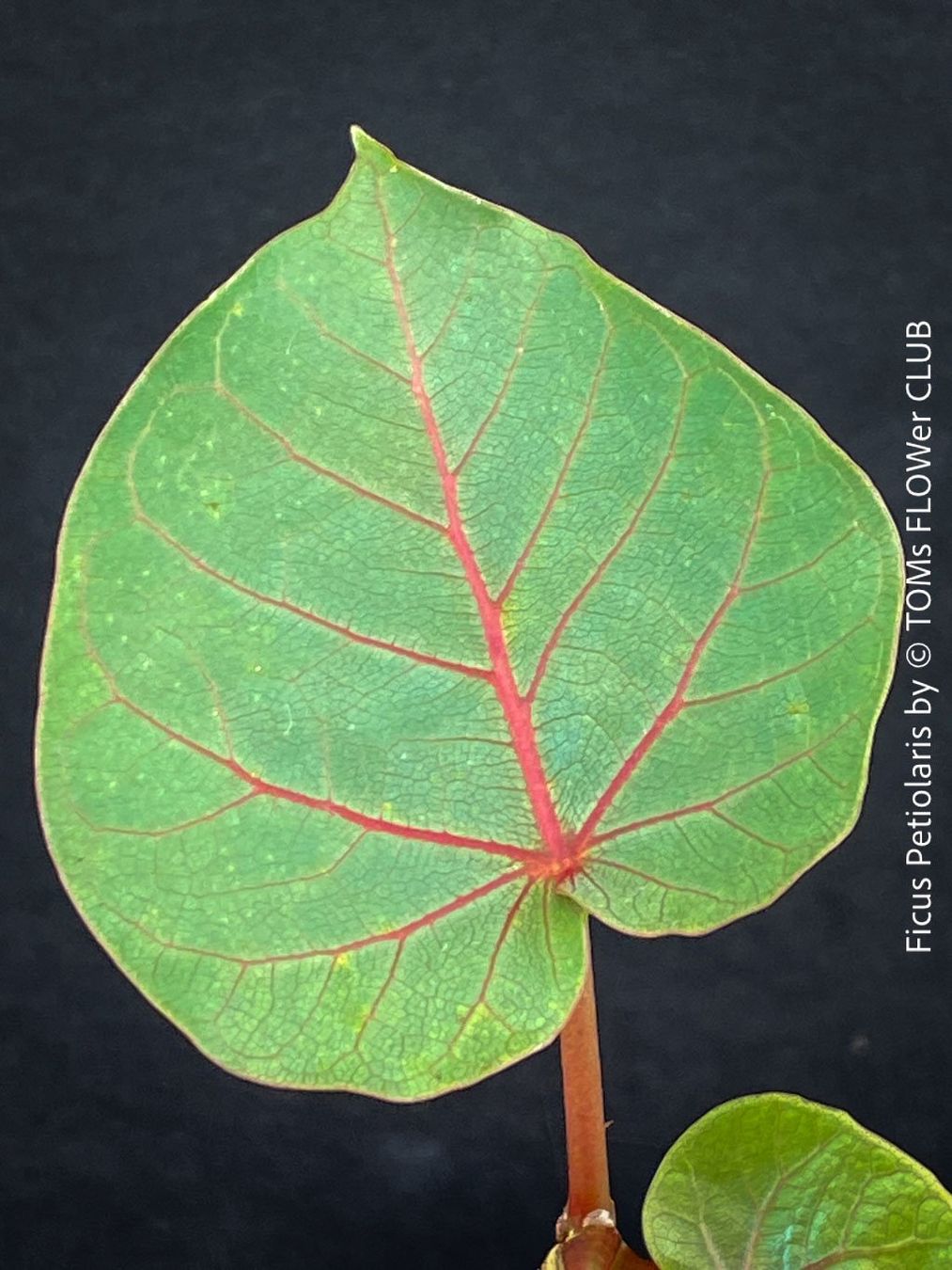 Piante & sementi: Ficus Petiolaris - Steinfeige in der Bonsai Schale – Nuovo e nell'imballaggio originale da Adliswil venduto da asTOMas963