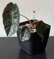 Alocasia x sedenii, 30cm, Selbstbewässerungstopf
