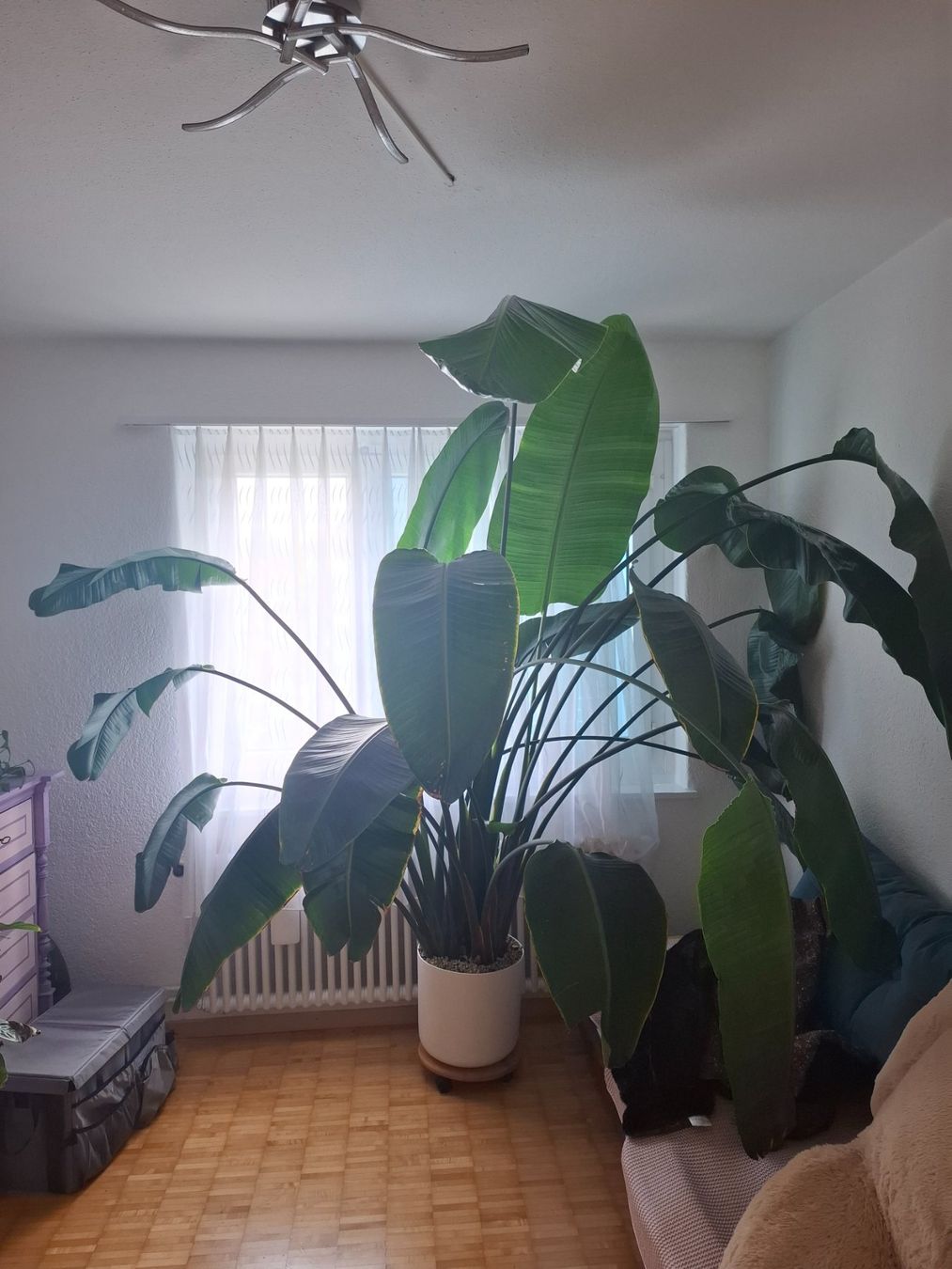Piante & sementi: Wunderschöne, riesige Strelitzia nicolai – Nuovo (secondo la descrizione) da Meisterschwanden venduto da l_madlen 2