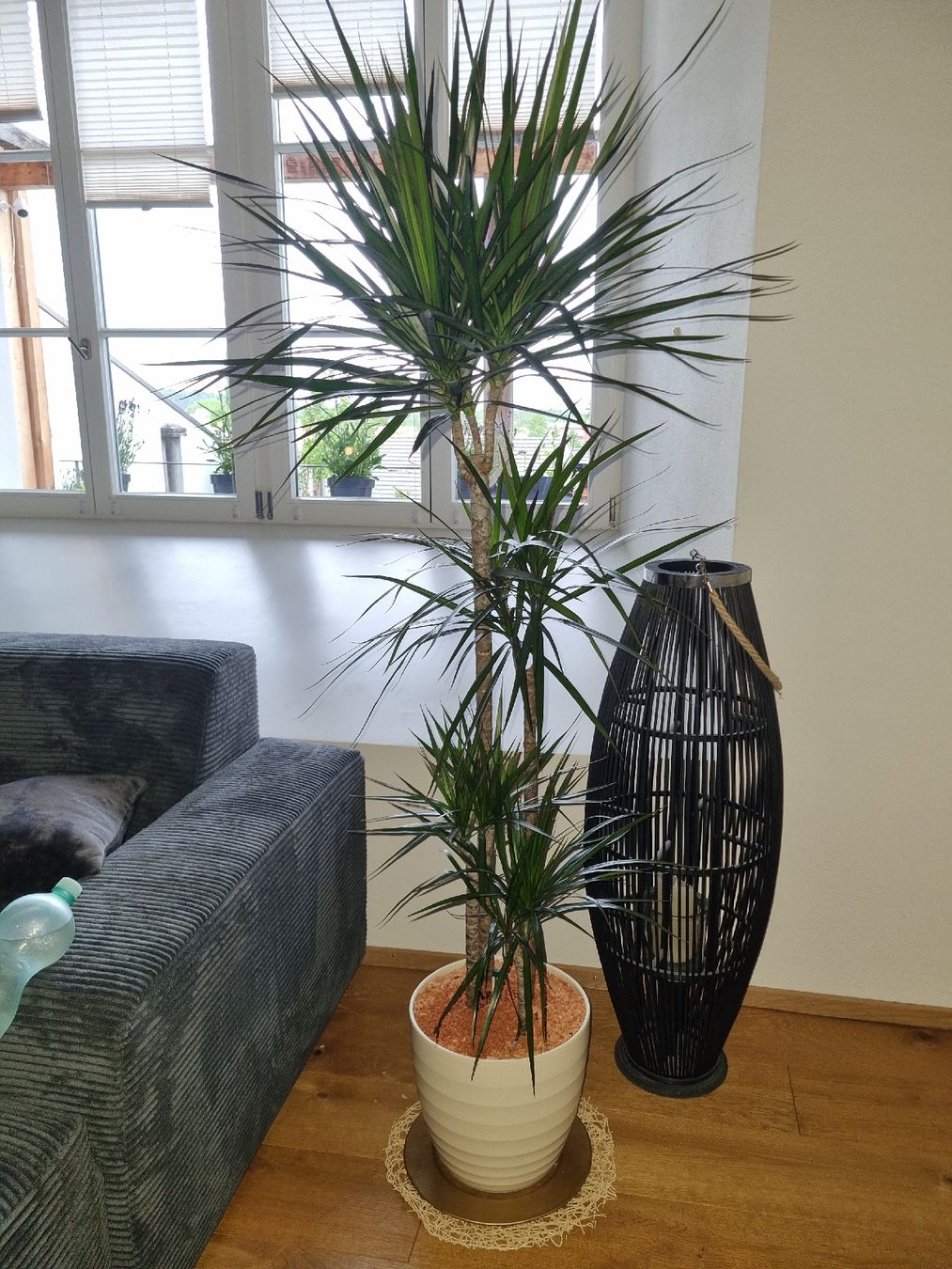 Pflanzen & Samen: Schöner grosser Drachenbaum – Neu (gemäss Beschreibung) aus Wiedlisbach von anbo47 4