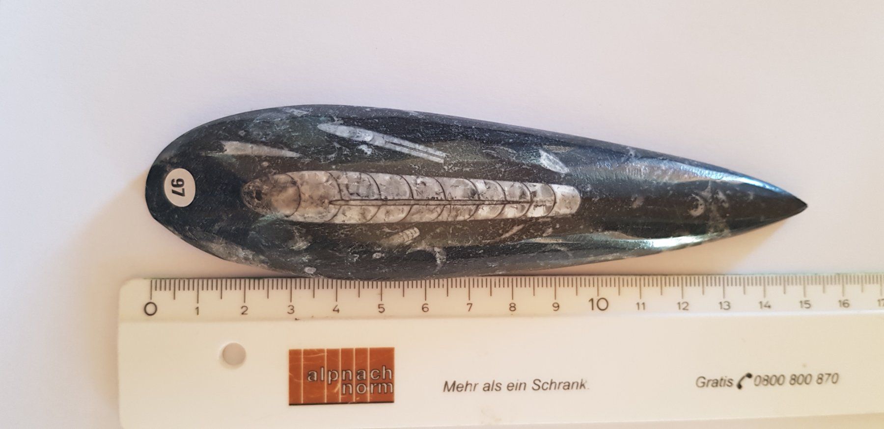 Fossili: Orthoceras  Nr 97 – Nuovo (secondo la descrizione) da Schwanden-Brienz venduto da Testudo06