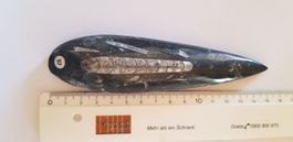 Orthoceras  Nr 97