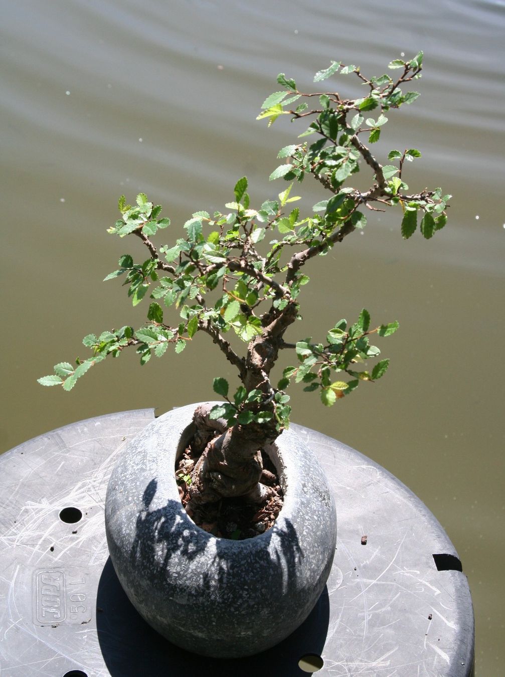 Piante & sementi: BONSAI  -  Zelkove – Usato da Gretzenbach venduto da Sikim 1