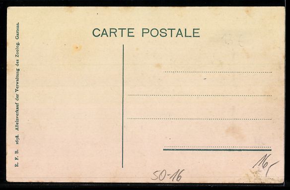 Cartoline postali: Basel, Mähnenschaf im Zoologischen Gart – Usato da Berlin venduto da bartko-reher 1