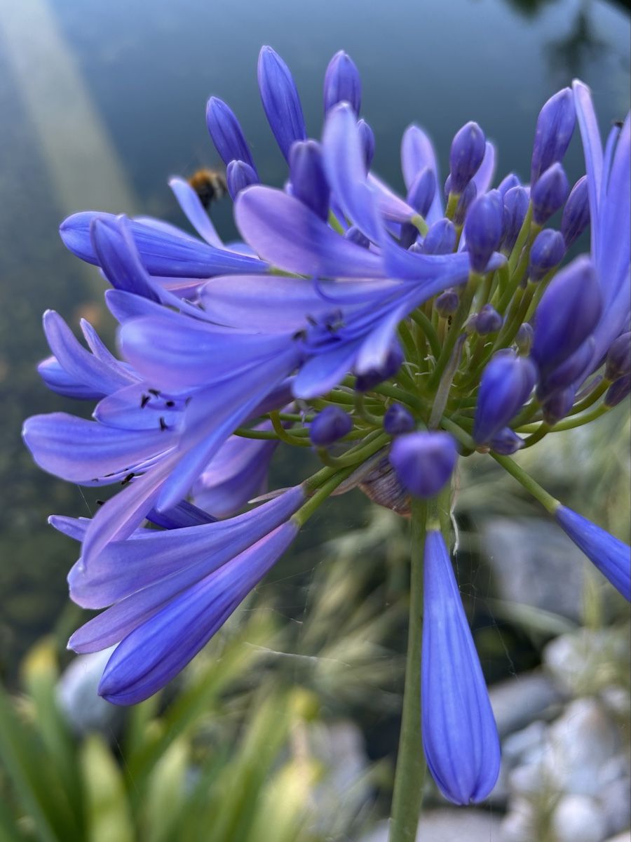 Piante & sementi: Agapanthus – Usato da Kirchleerau venduto da Moritz15A 1