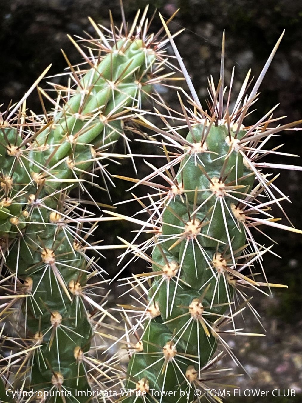 Piante & sementi: Cylindropuntia Imbricata White Tower - Tree Cholla – Nuovo e nell'imballaggio originale da Adliswil venduto da astom369 5