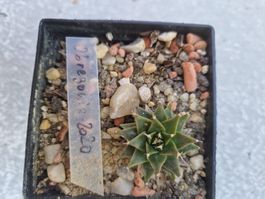 OBREGENIA DENEGRII Kaktus