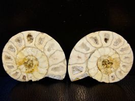 Versteinerter Fisch Fossil AMMONIT CEONICERAS MADAGASKAR