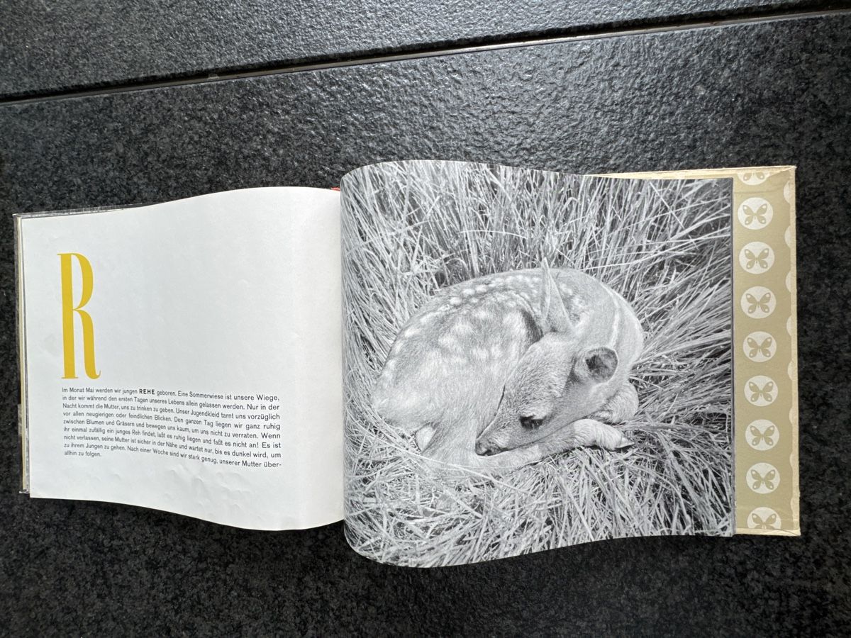 Bücher: ABC mit Tieren Jürg Klages – Gebraucht aus Eschenz von Belladog 7