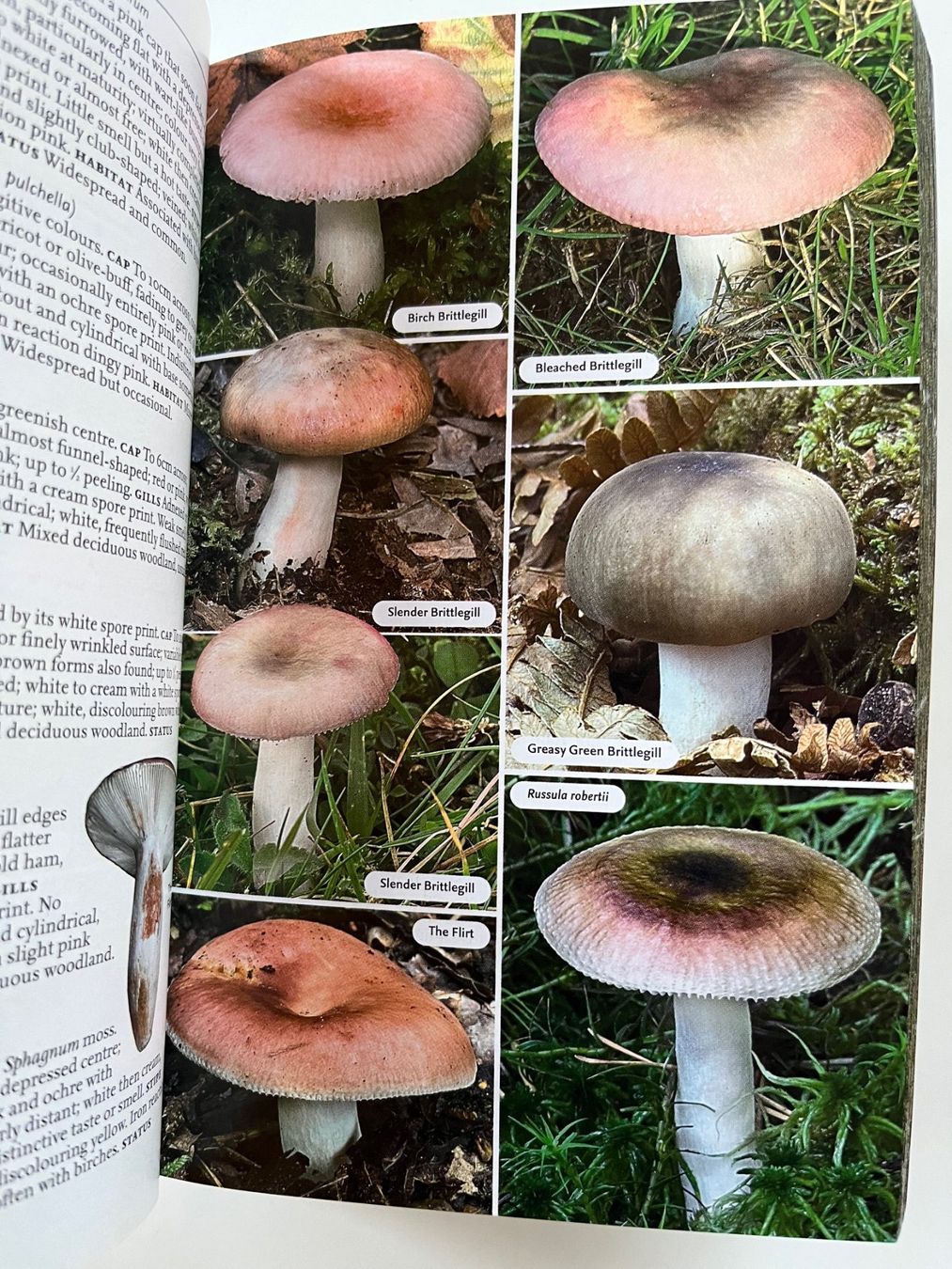 Libri: Collins Complete Guide to British Mushrooms Toadstools – Usato da Laufen venduto da Nuria44 3