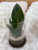 Sanseveria Masoniana Whale Fin gross