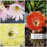 3 Echinopsis Hybride weissgelb weissrosa orange