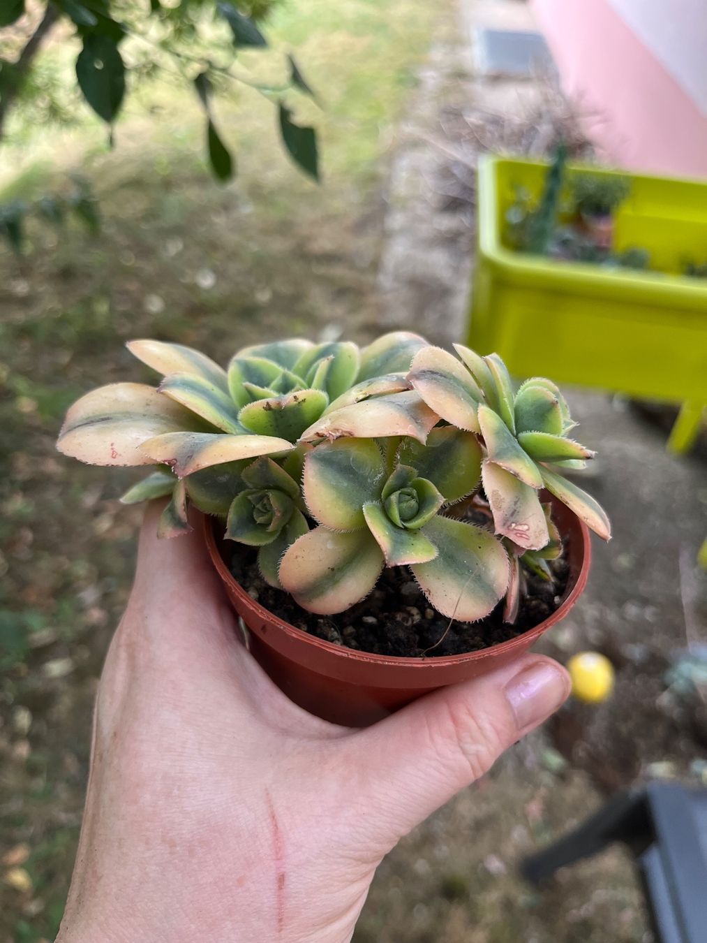 Pflanzen & Samen: Aeonium florence plante succulente cactus – Gebraucht aus Porrentruy von Madamebovary 1