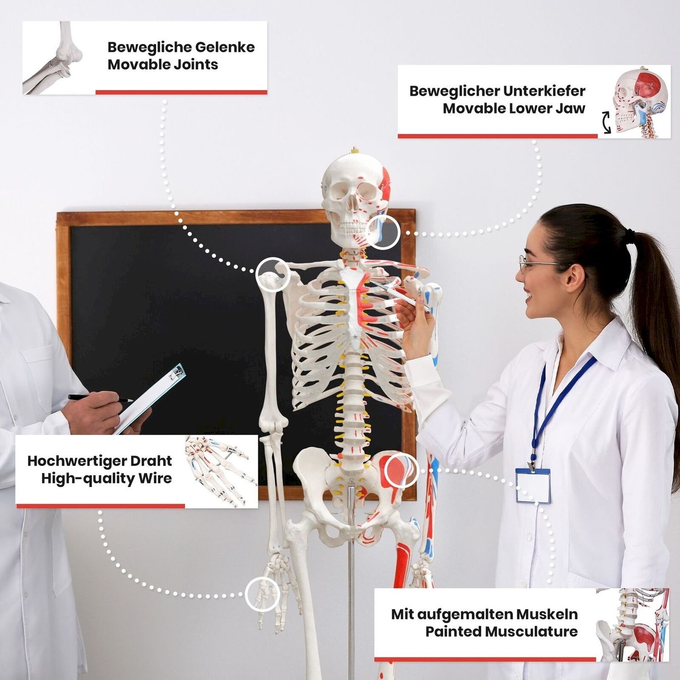 Kit di modellismo & Modellini statici: Menschliches Anatomie Skelett 181 cm – Nuovo e nell'imballaggio originale da Bottighofen venduto da zaap 6