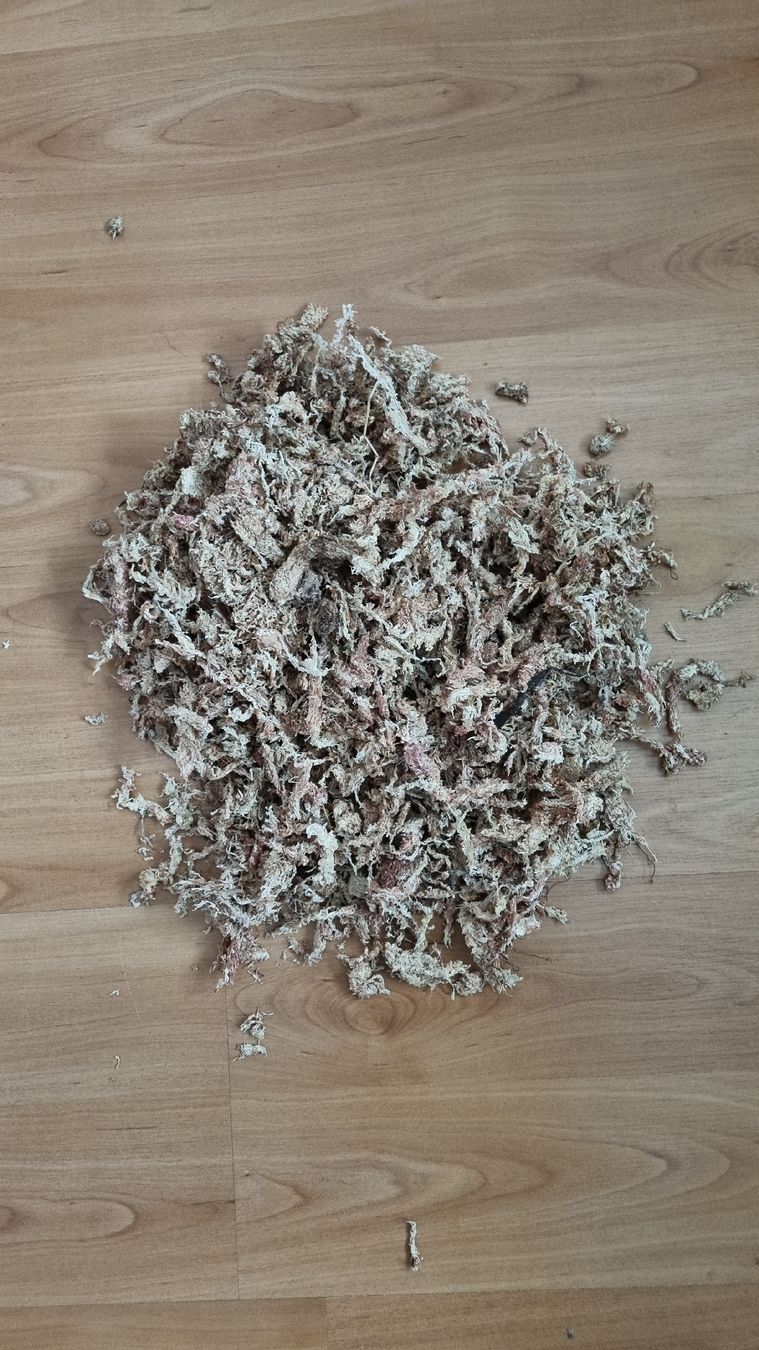 Piante & sementi: Sphagnum Moos trocken – Nuovo (secondo la descrizione) da Oberentfelden venduto da Myri13 1