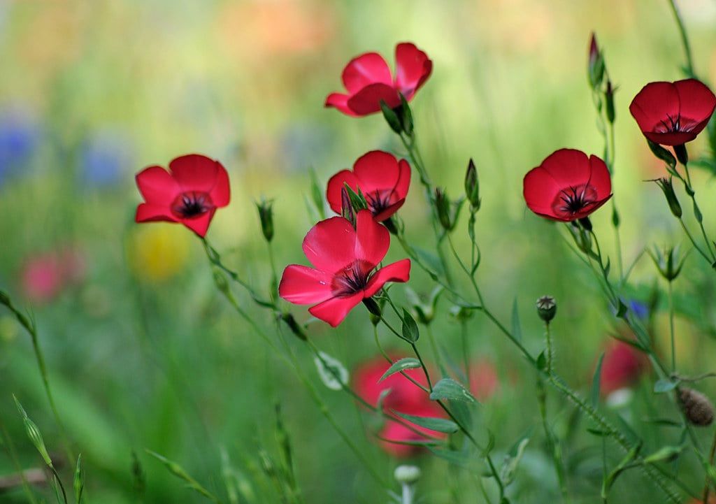 Piante & sementi: 200 Lein Samen LINUM RUBRUM – Nuovo (secondo la descrizione) da Ehrendingen venduto da VerveinaSamen 2
