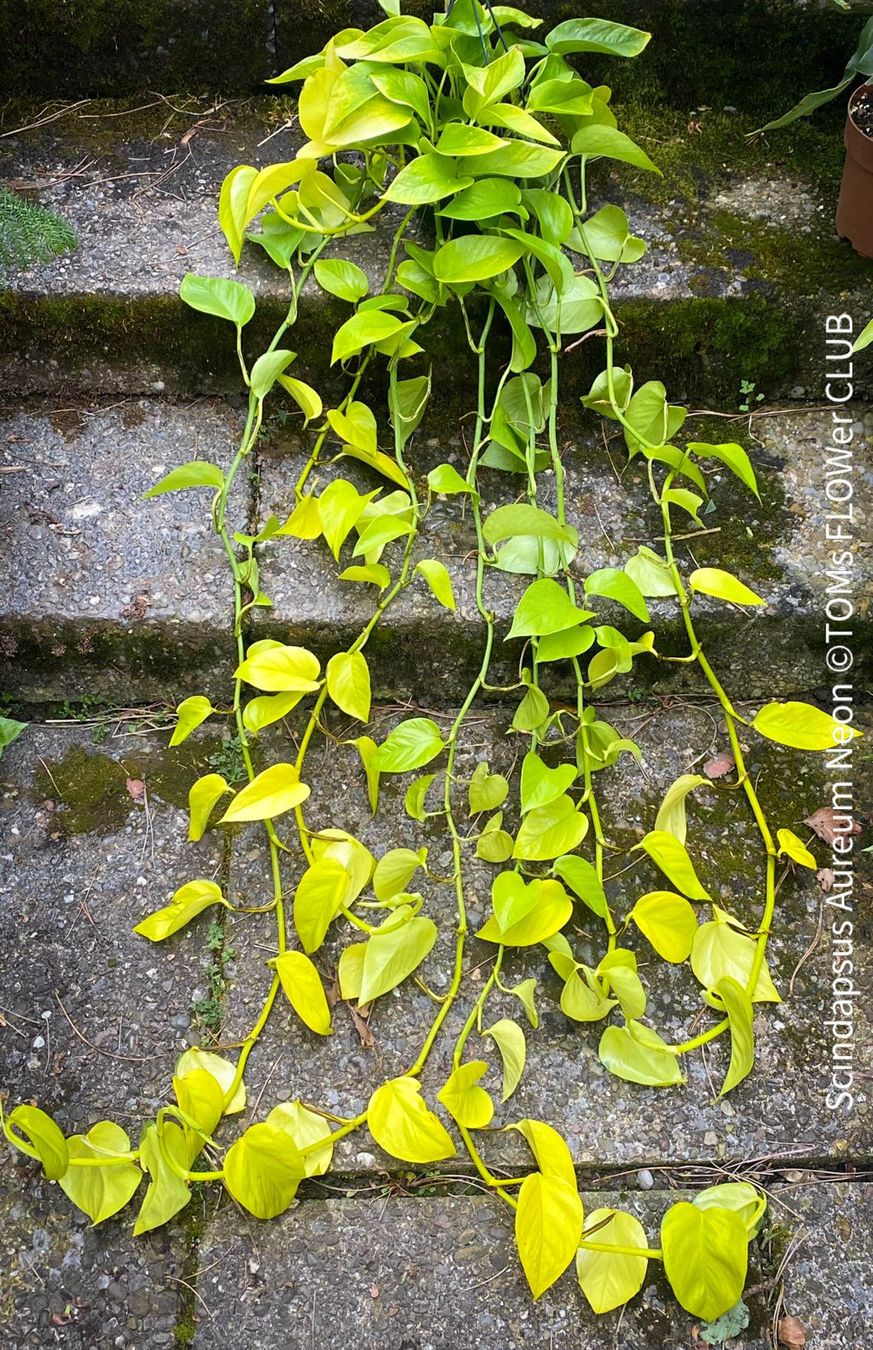 Piante & sementi: Scindapsus Aureum Neon - leuchtend gelb - stark & robust – Nuovo e nell'imballaggio originale da Adliswil venduto da astom369 2