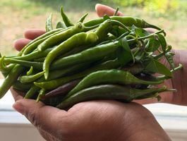 Asien Indien Sri Lanka Chili Bio Samen 2026 frisch Pflanzen