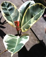 panachierter Gummibaum (Ficus elastica)!
