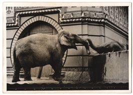 Fotografie Berlin, Zoologischer Garten, 