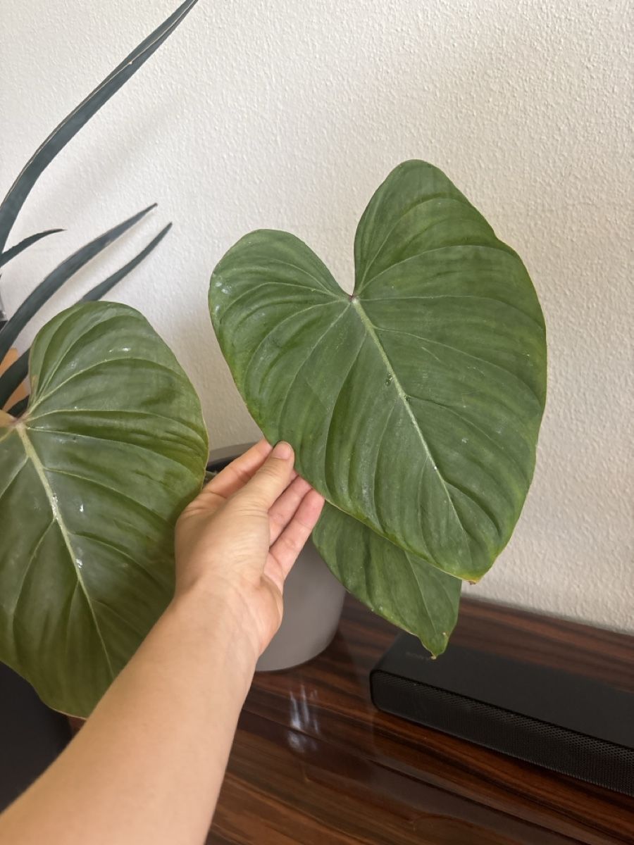 Piante & sementi: Philodendron Pink Glory – Usato da olten venduto da momo2417 1