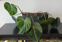 Philodendron gloriosum, samtige Blätter, weisse Adern